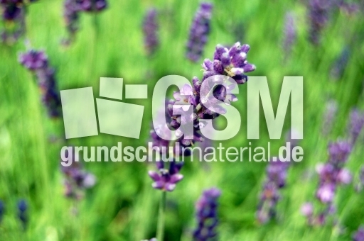 Lavendel_1.JPG